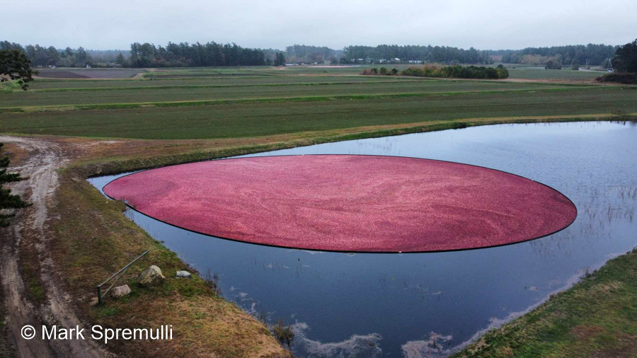 Mark Spremulli Photography submitted this image of a Cranberry Bog in Carver Massachustts