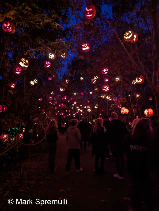 pumpkins at Roger Williams Zoo