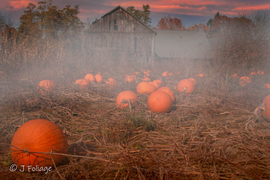 Pumpkins in a field in Hatfield Massachusetts