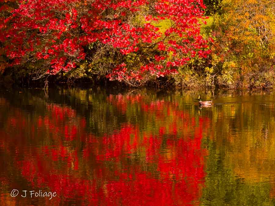  the Asticou Pond and reflections of bright red Azaleas