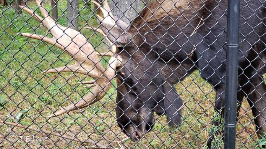 Moose in Maine Wildlife Park