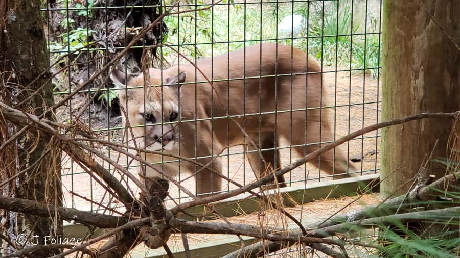 puma in Maine Wildlife Park