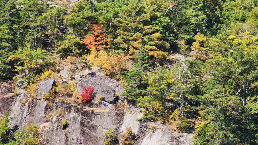 On the 19th of September this was the only fall colors to be found.