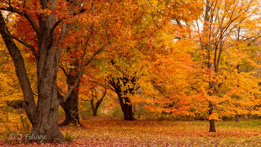 Maple trees in full fall color in the Arnold Arboretum in Boston Massachusetts