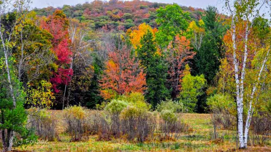 Birch tree clumps around an open field with maples and other trees in red and orange