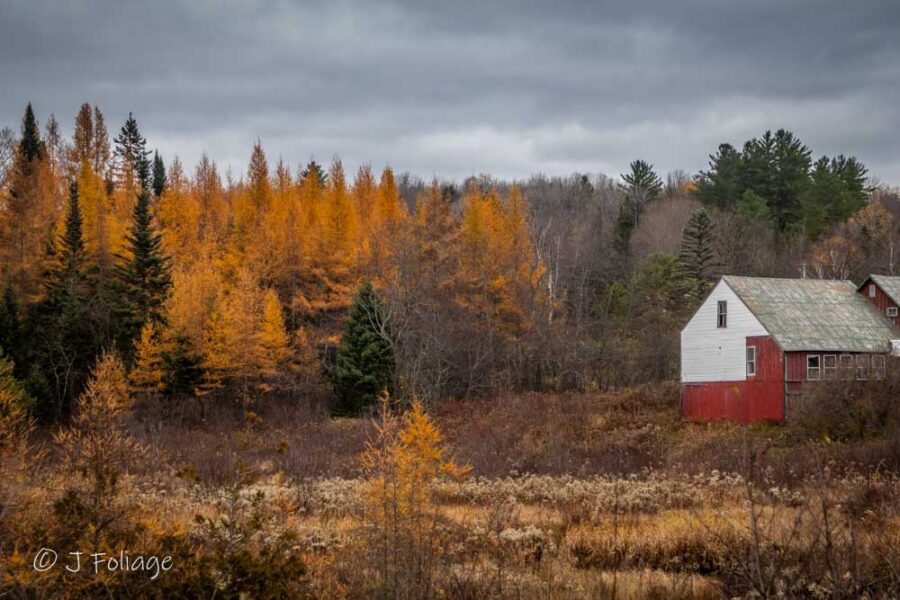 Tamarack in Orange VT